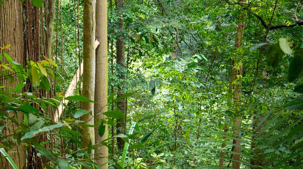 Bukit Timah Nature Reserve showing rainforest and forest scenes