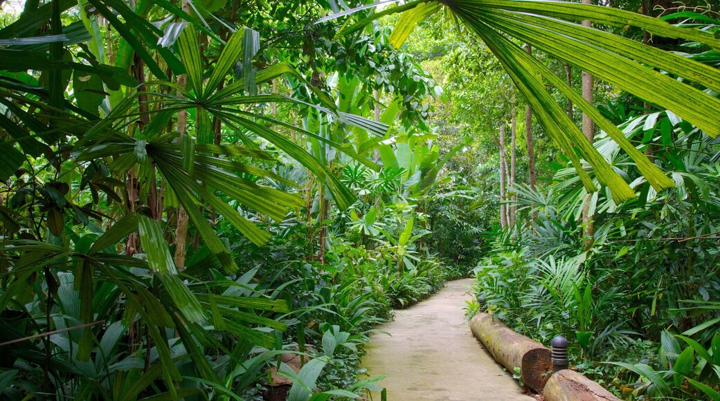 Bukit Timah Nature Reserve showing forests, tropical scenes and rainforest