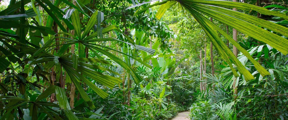 Bukit Timah Nature Reserve showing forests, tropical scenes and rainforest