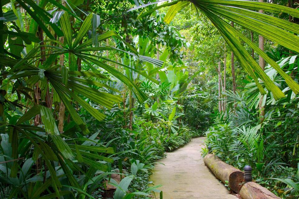 A narrow, natural stone pathway surrounded by dense tropical foliage.