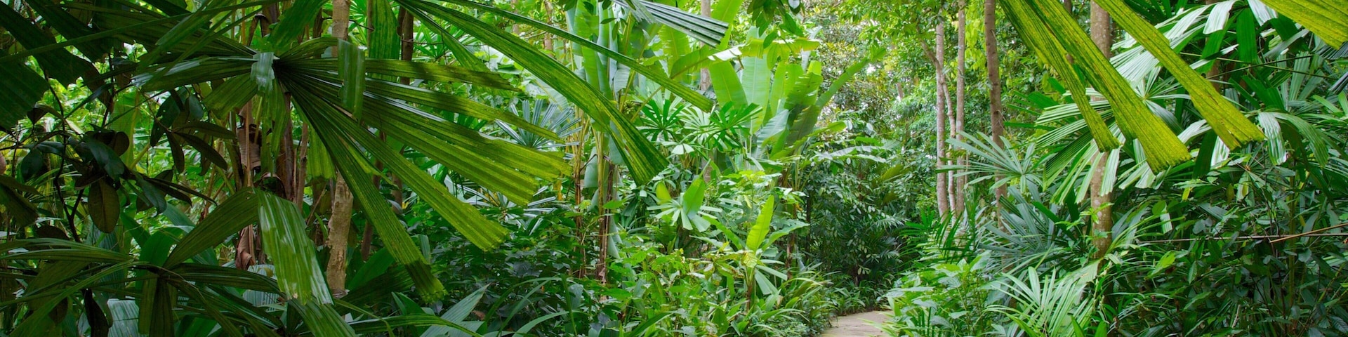 Bukit Timah Nature Reserve showing forests, tropical scenes and rainforest
