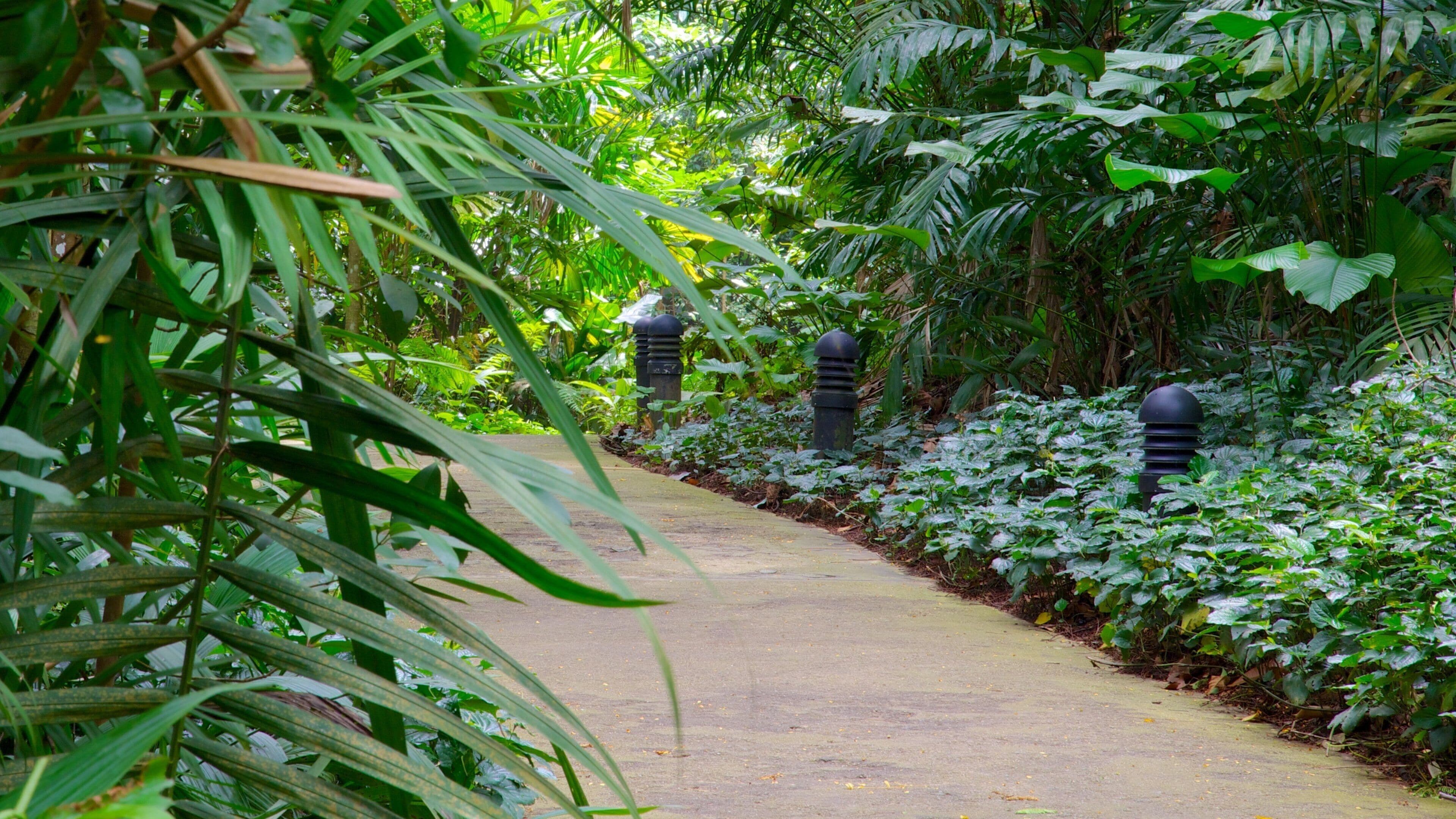 Bukit Timah Nature Reserve showing a park and tropical scenes