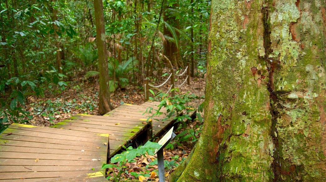 Bukit Timah Nature Reserve das einen Regenwald