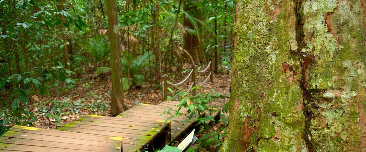 Bukit Timahin luonnonpuisto joka esittää sademetsä