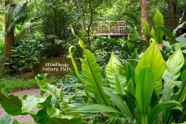 Ein üppiger Garten mit großen, grünen Blättern, einem Steinschild mit der Aufschrift 'Hindhede Nature Park' und einer Holzbrücke im Hintergrund.