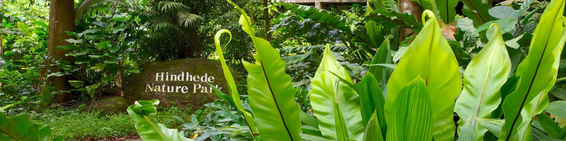 Bukit Timah Nature Reserve which includes forests, landscape views and rainforest