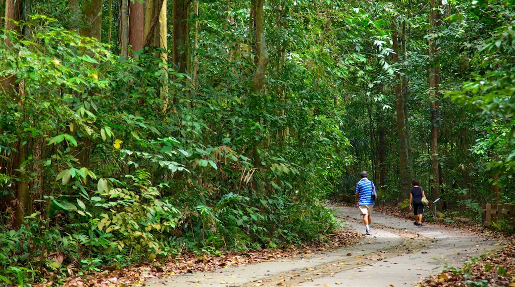 Bukit Timah Nature Reserve das einen Wandern oder Spazieren und Waldmotive sowie Paar