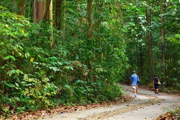 Bukit Timah Nature Reserve das einen Wandern oder Spazieren und Waldmotive sowie Paar