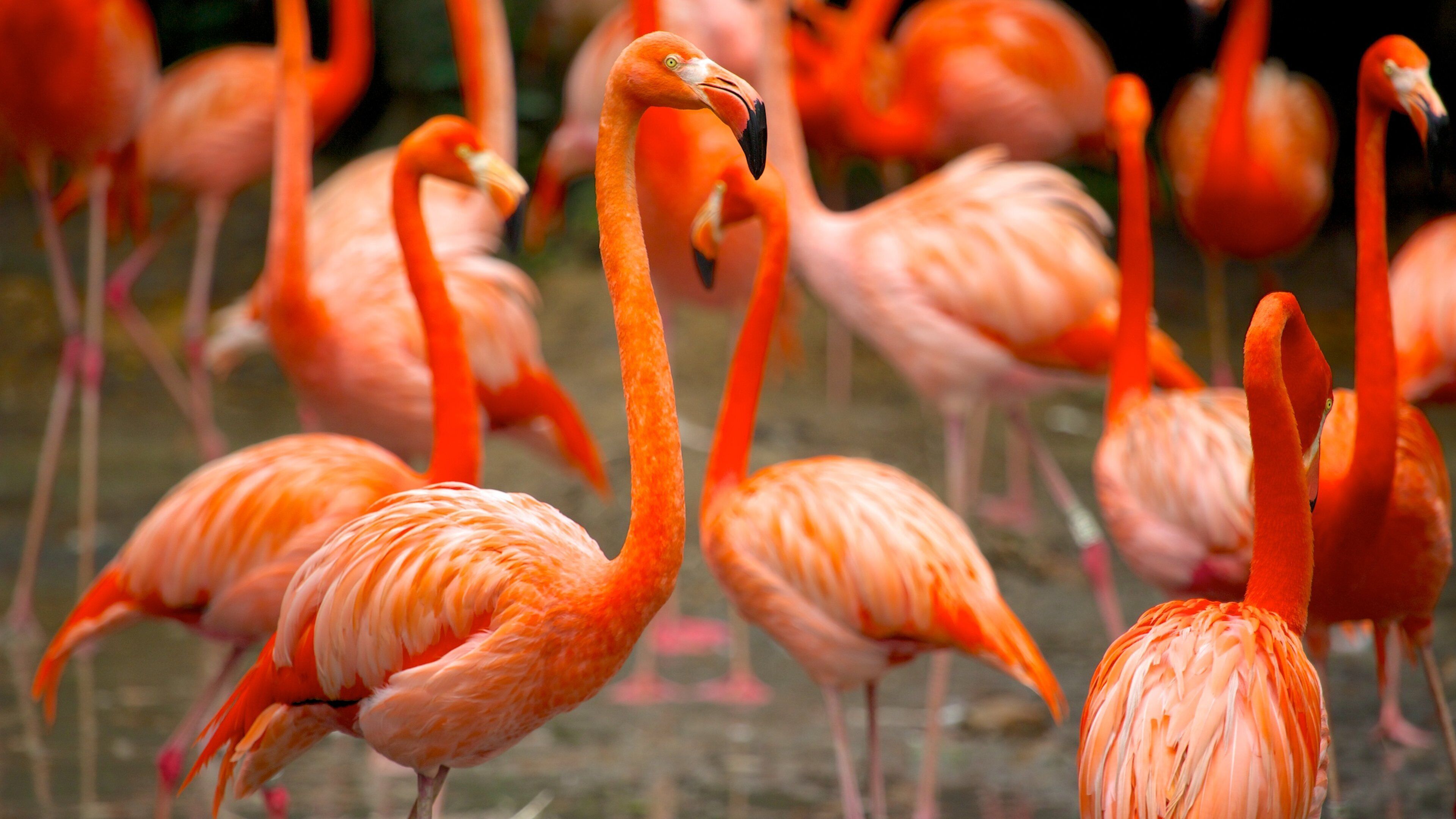 Jurong Bird Park showing bird life