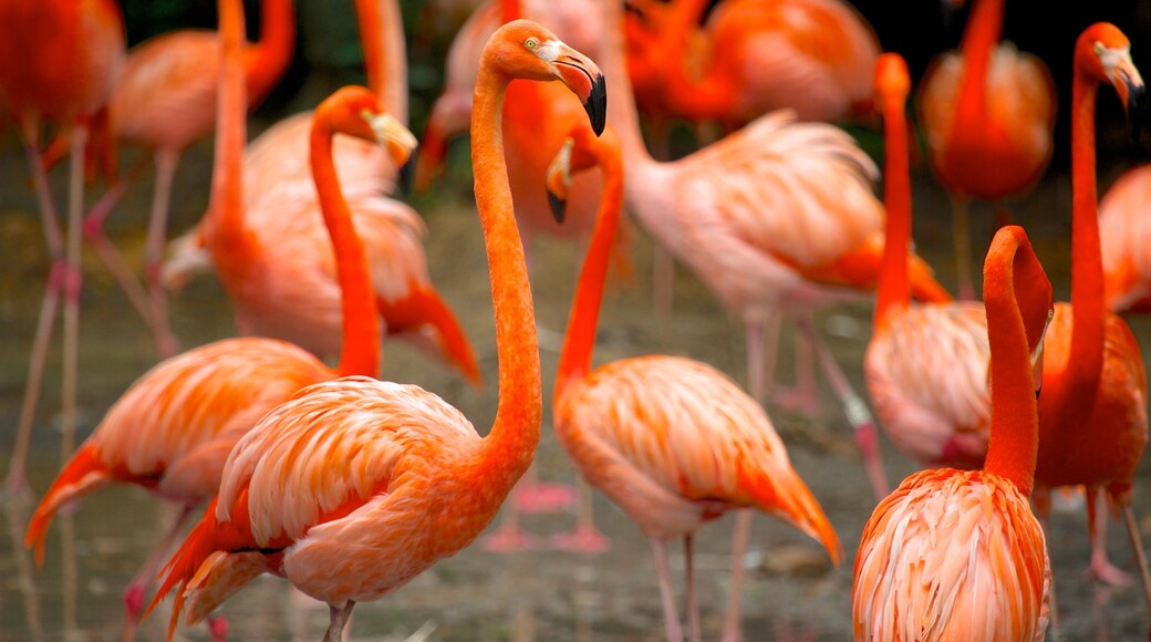 Jurong Bird Park showing bird life