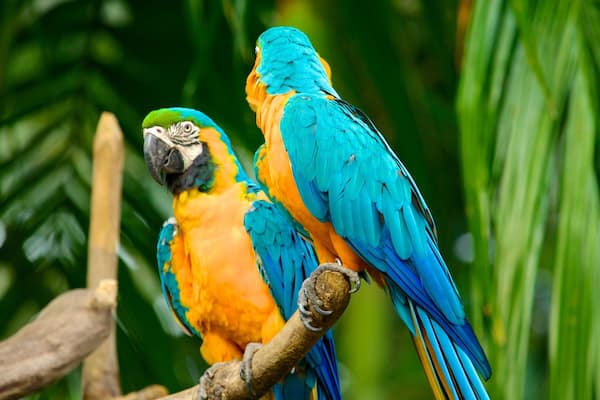Deux perroquets aux couleurs vives étaient perchés sur une branche, entourés d’un feuillage verdoyant et luxuriant.