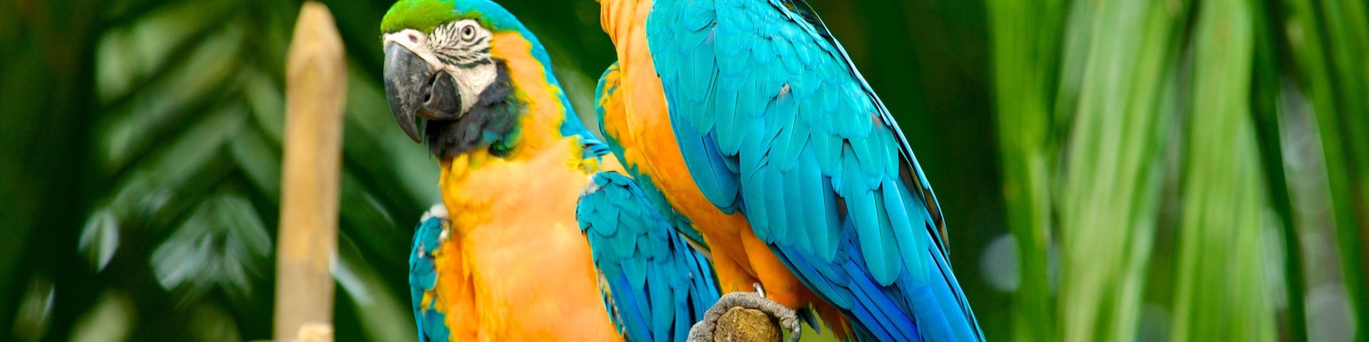 Jurong Bird Park featuring zoo animals and bird life