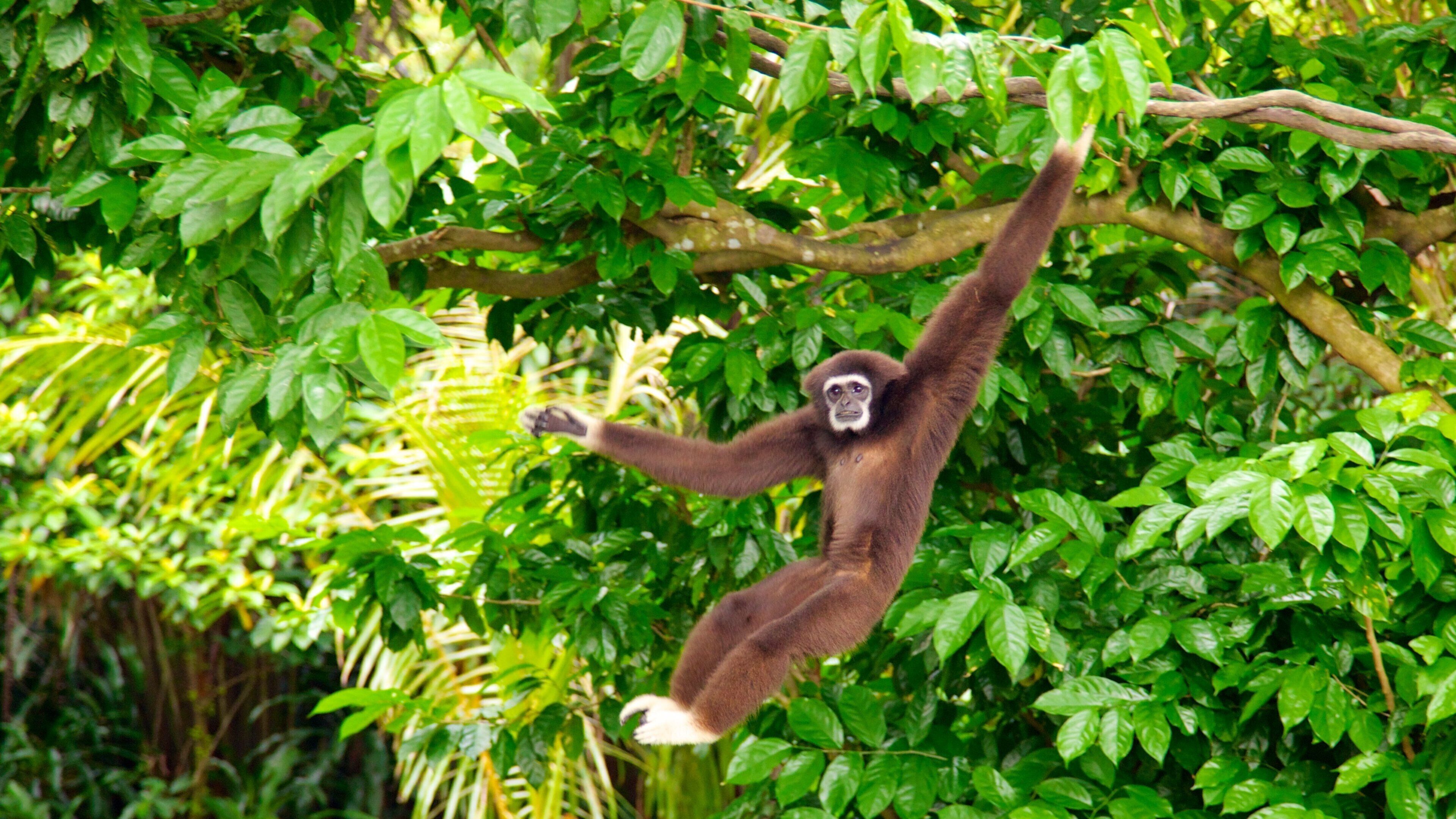 新加坡動物園 设有 動物園裡的動物 和 動物