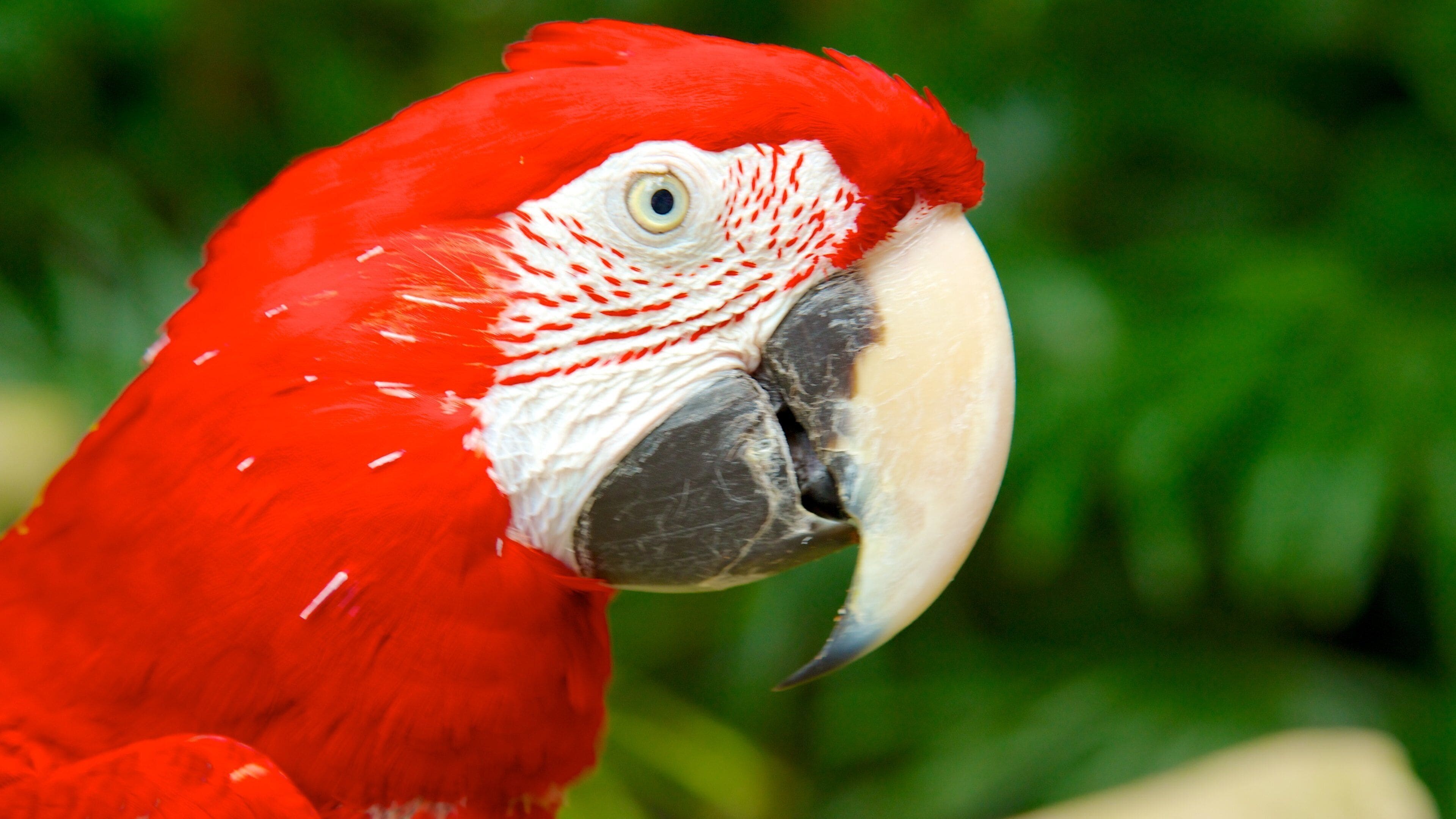 Singapore Zoo showing zoo animals and bird life