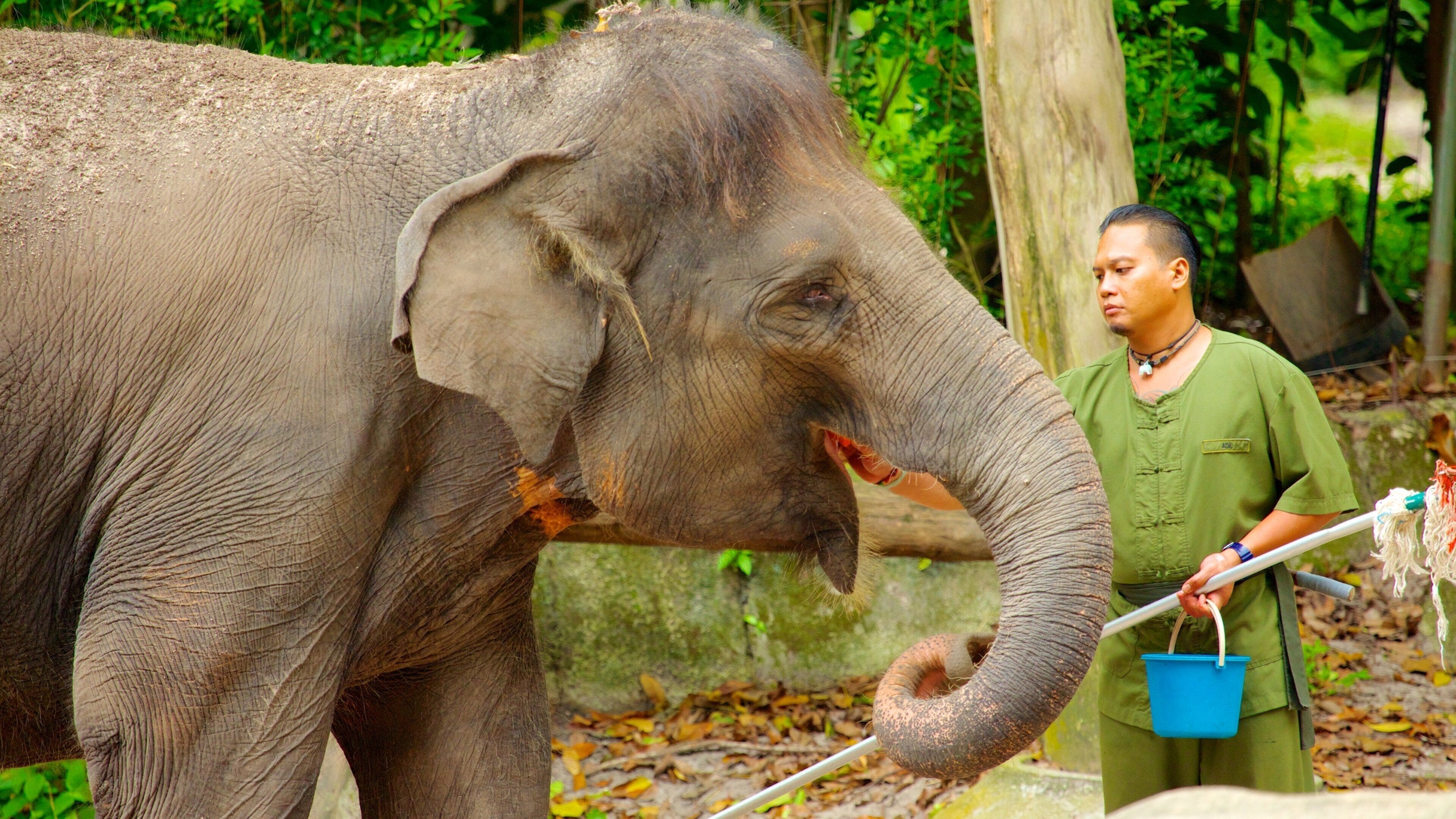 Singapore Zoo which includes zoo animals and land animals as well as an individual male