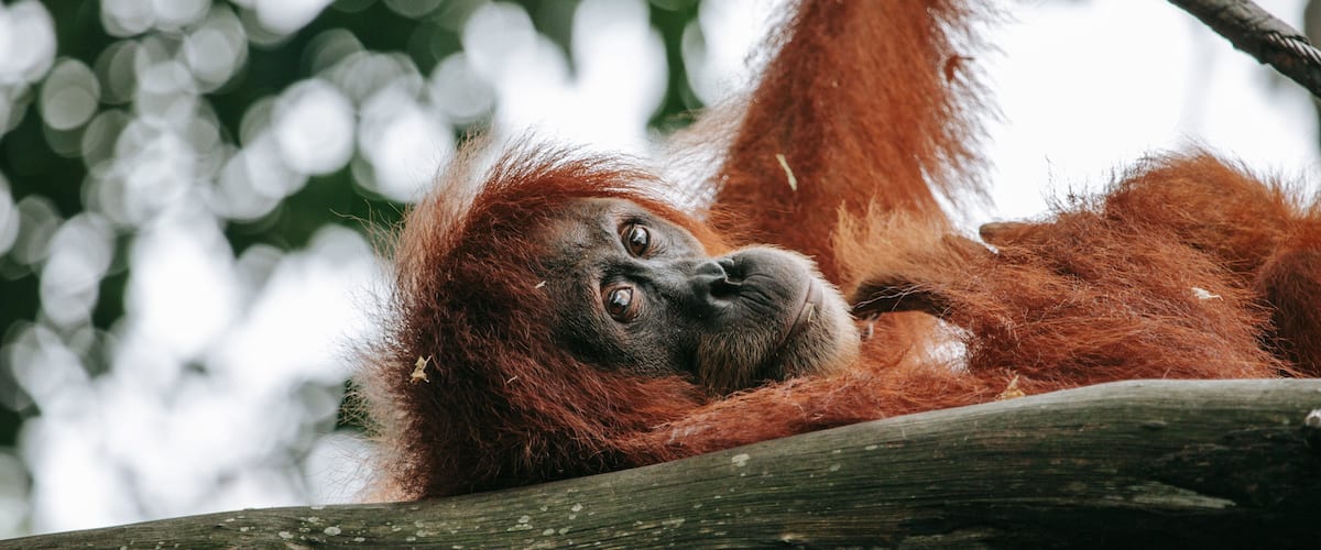Singapore Zoo which includes land animals and zoo animals