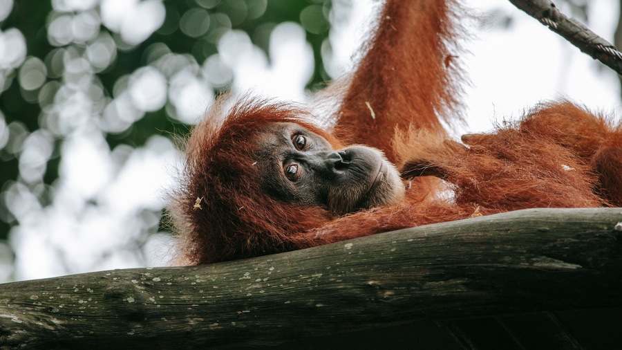Singapore Zoo which includes land animals and zoo animals