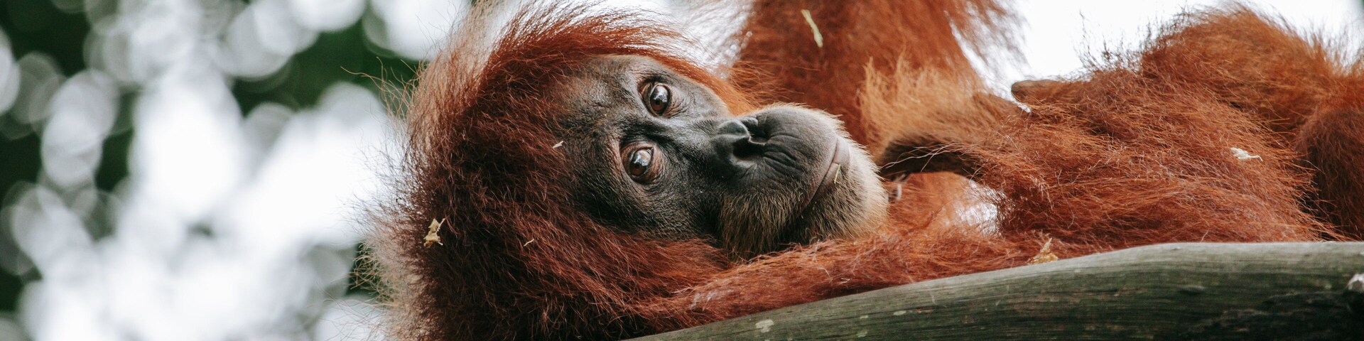 Singapore Zoo which includes land animals and zoo animals