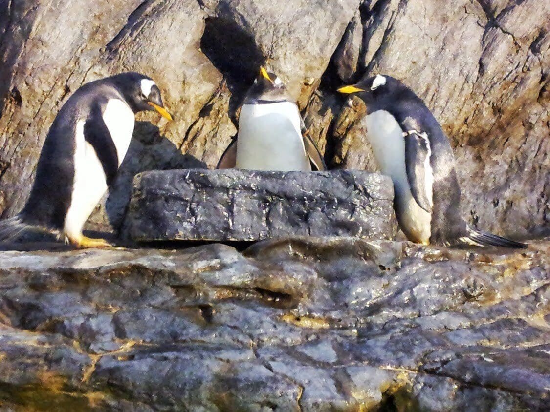 Caption---- Penguins at The St. Louis, MO Zoo