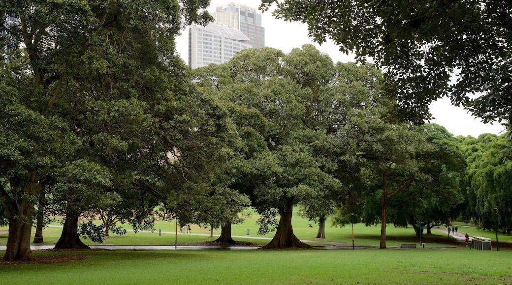 Art Gallery of New South Wales showing a garden