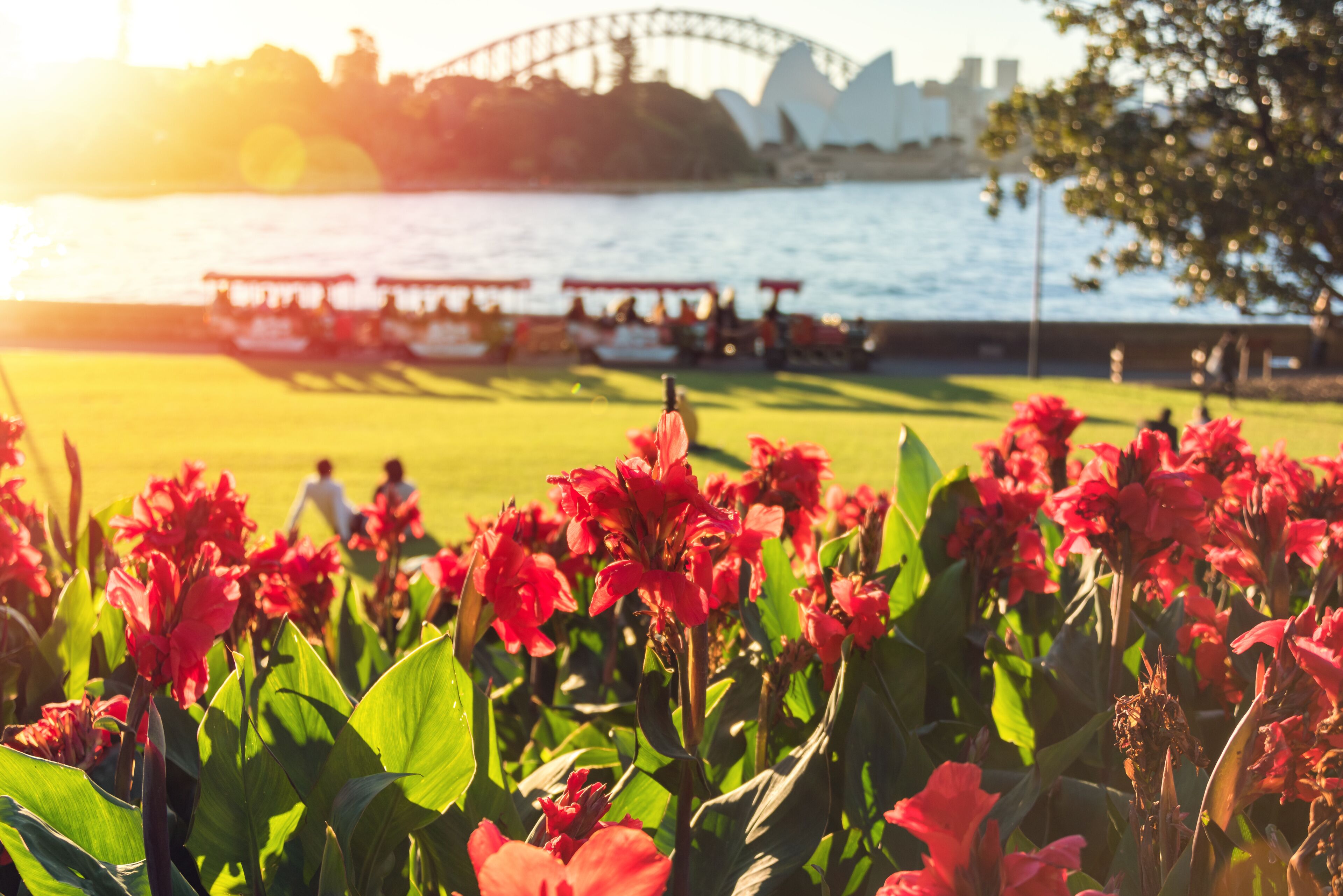 Bright red canna lily flowers with Sydney landmarks on the background