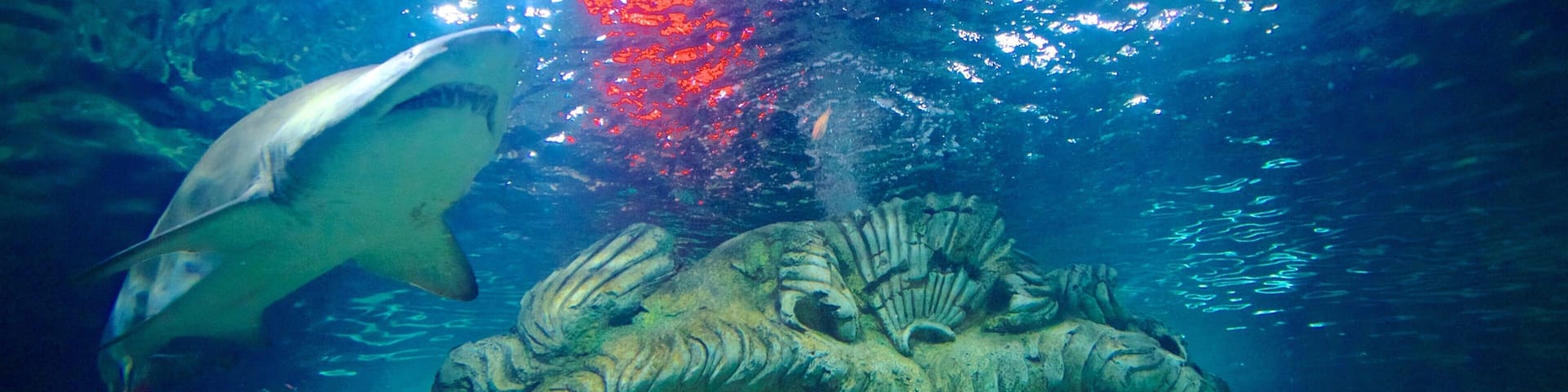 An underwater scene with a large, textured sculpture resembling a face, surrounded by fish and a shark in the background.