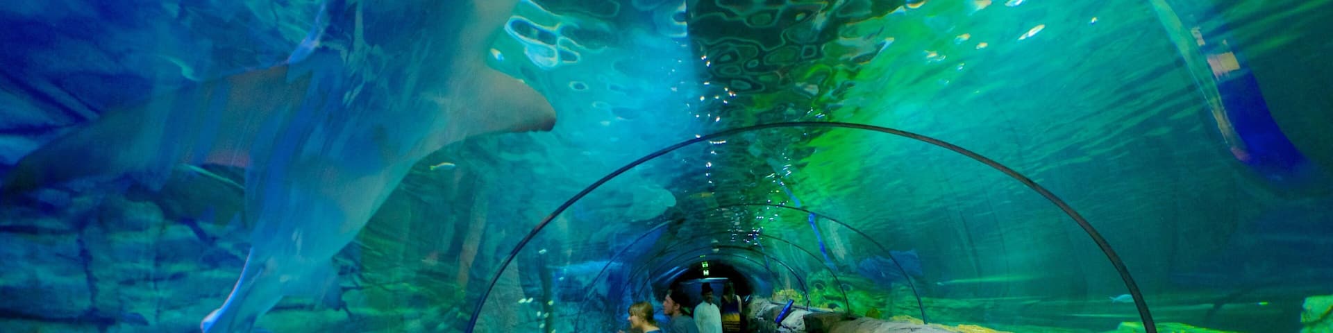 Sydney Aquarium which includes interior views and marine life
