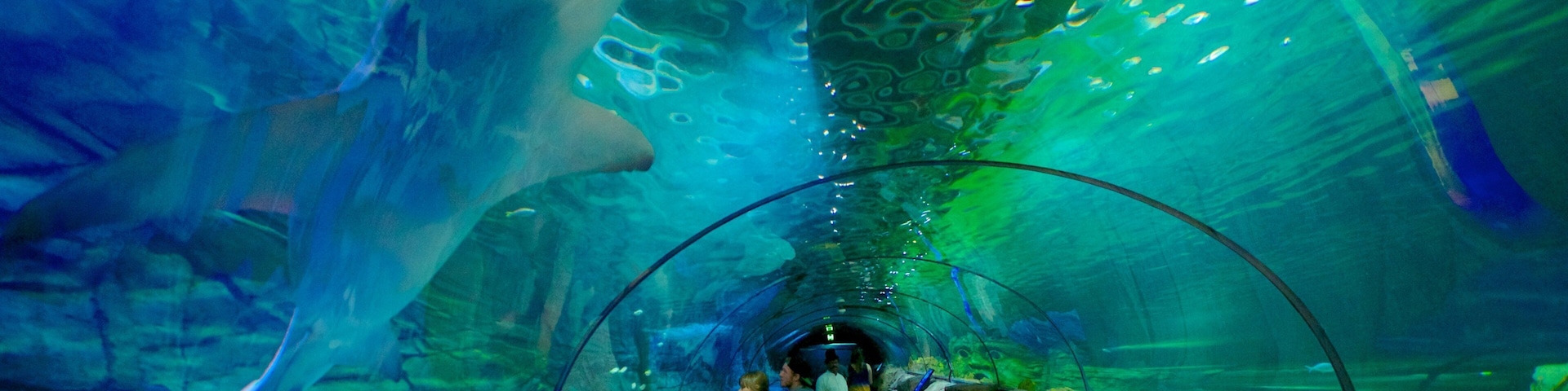 Aquário de Sydney mostrando vida marinha e vistas internas