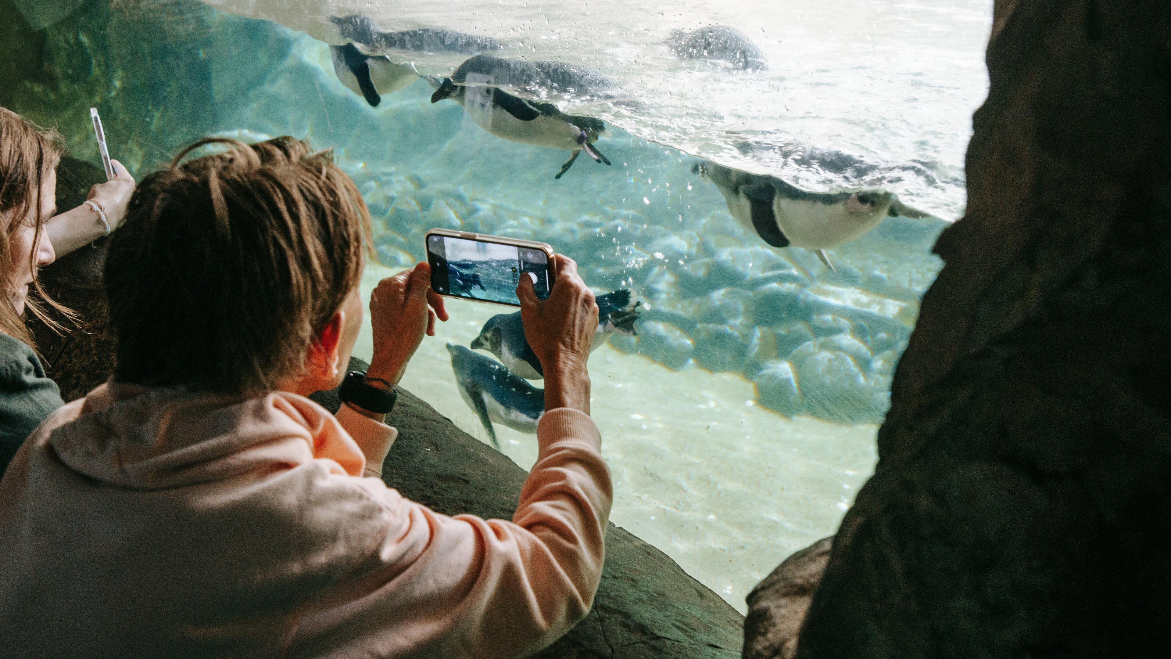 SEA LIFE Sydney Aquarium showing marine life as well as an individual femail