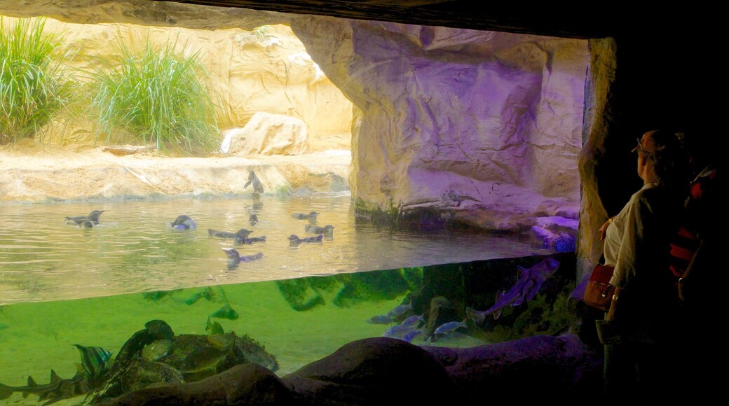 Sydney Aquarium som visar havsdjur och interiörer såväl som ett par