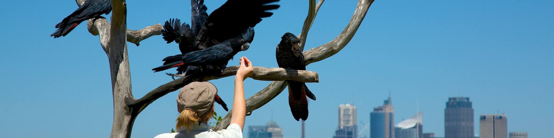 Taronga Zoo welches beinhaltet Skyline, Vögel und Stadt