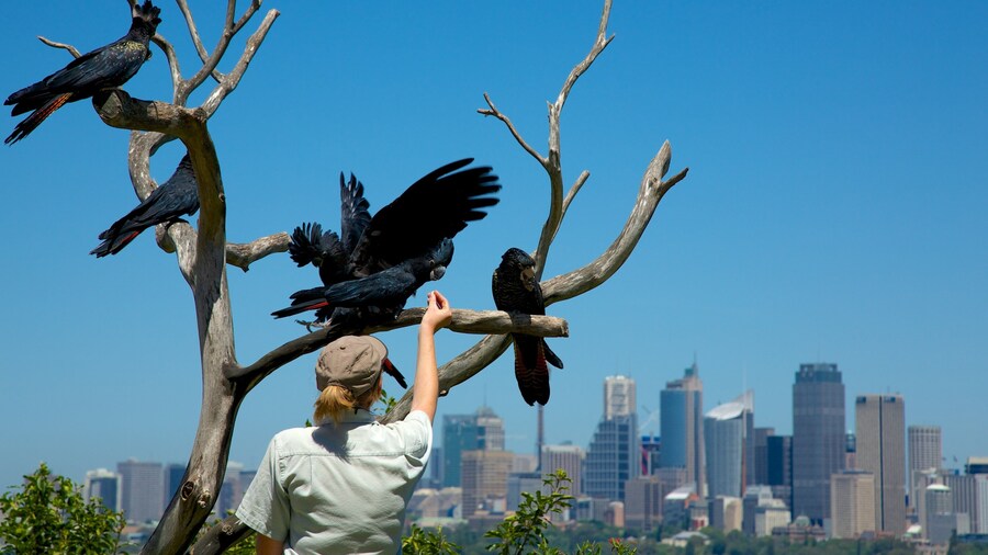 Taronga Zoo bevat een stad, vogels en skyline
