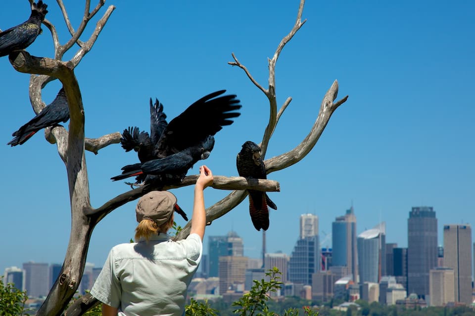 A person feeding birds on a tree with a city skyline in the background.