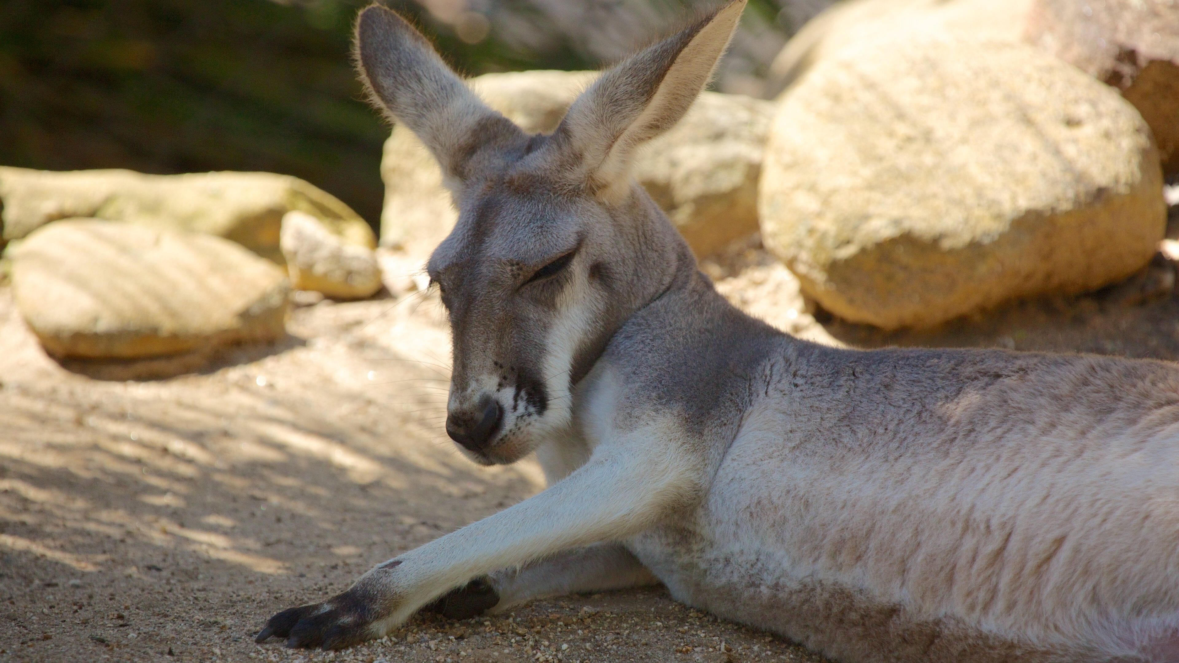 Taronga Zoo featuring zoo animals