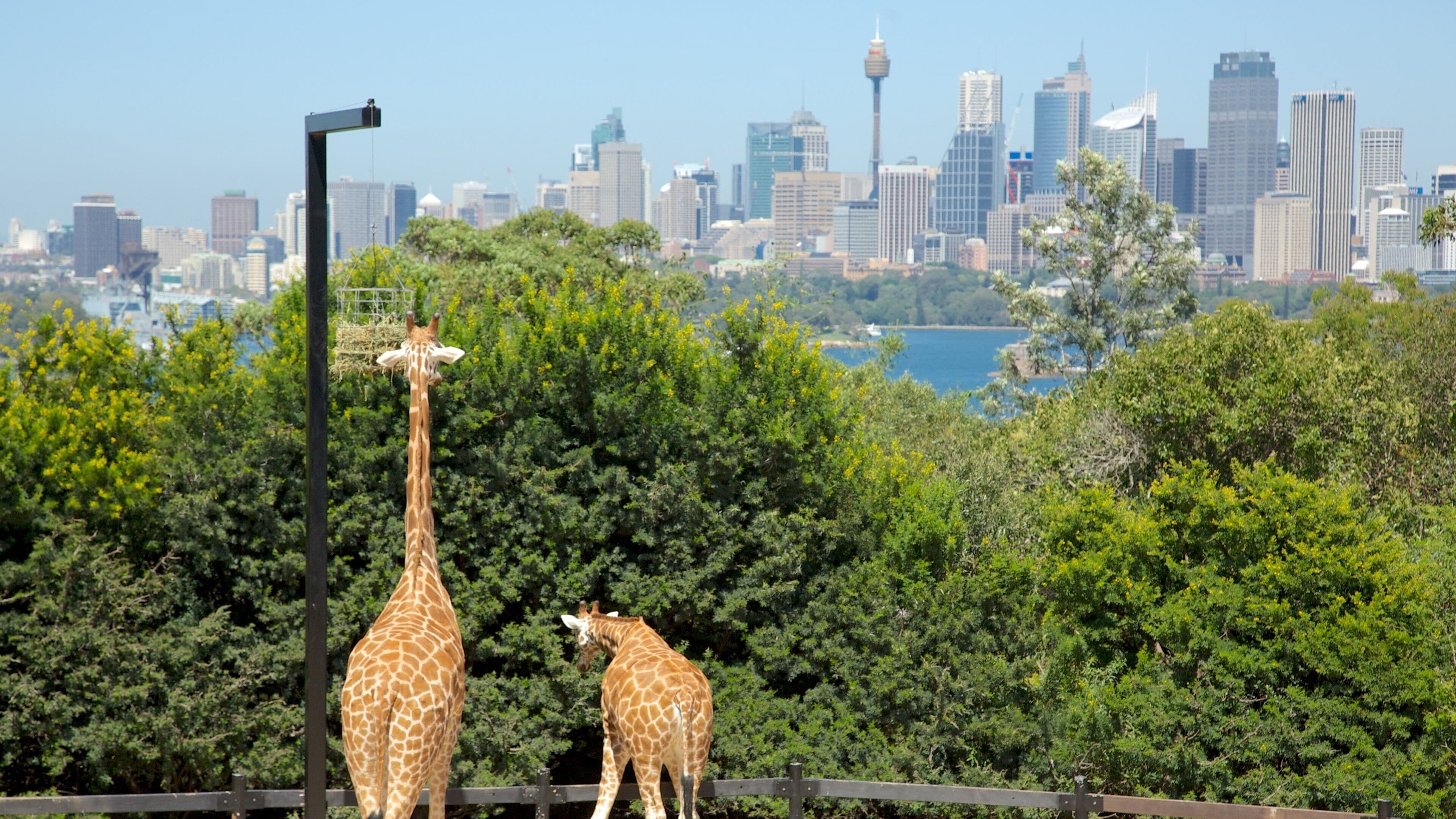 Taronga Zoo which includes a high rise building, zoo animals and land animals
