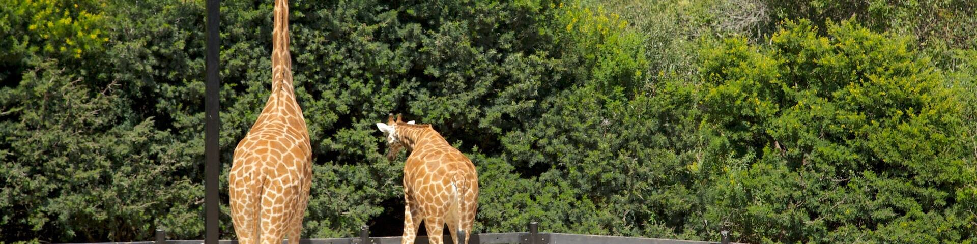 Two giraffes in a fenced enclosure with a city skyline in the background.