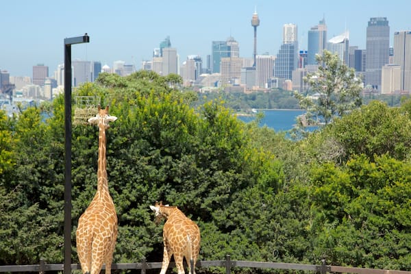 Zwei Giraffen in einem eingezäunten Bereich, im Hintergrund die Skyline einer Stadt.
