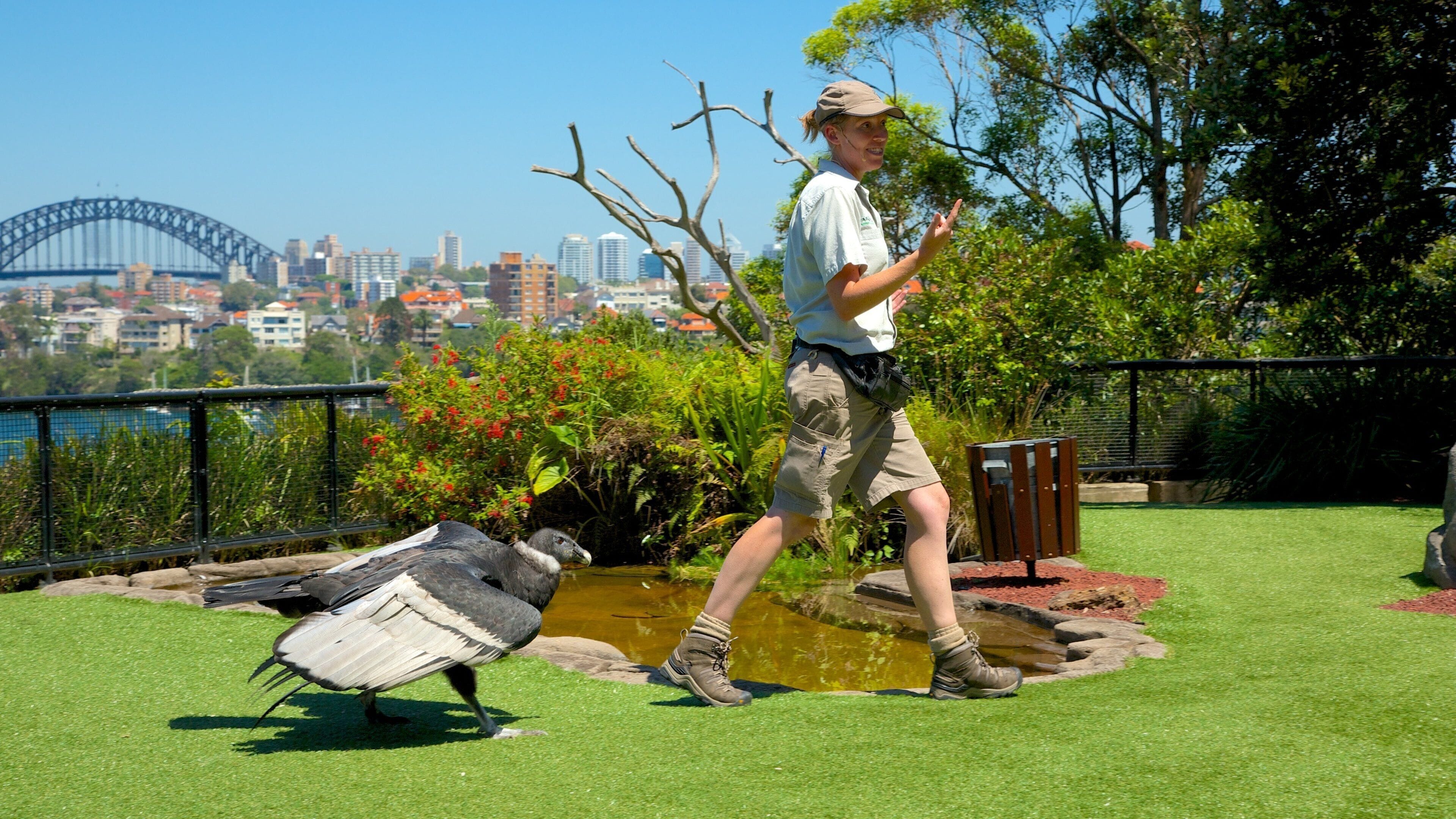Taronga Zoo bevat dierentuindieren en vogels en ook een man