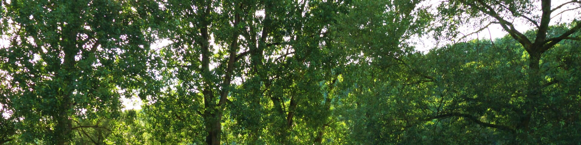 Like A Park In The Fields