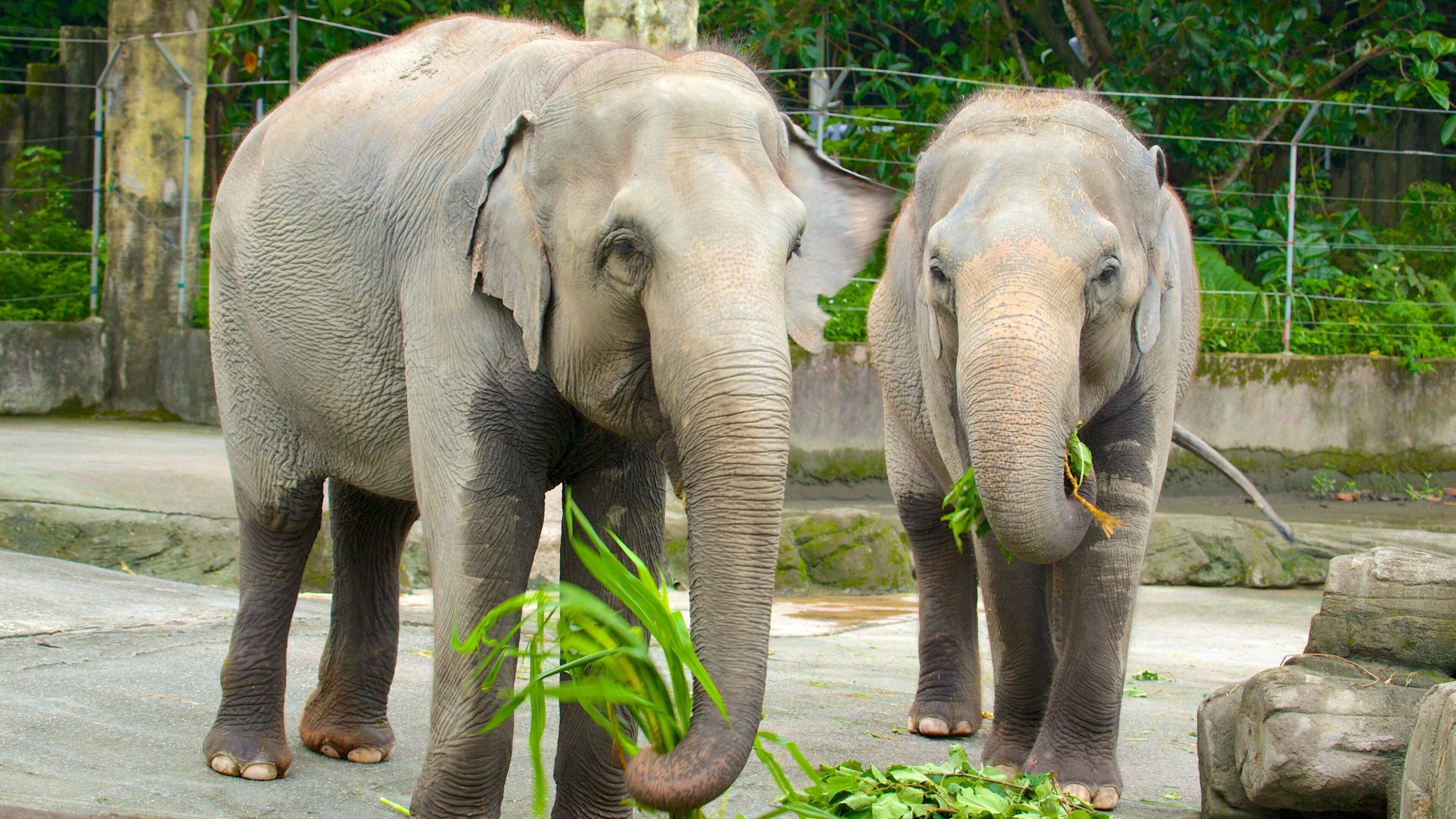 Taipei zoologiske hage fasiliteter samt dyrehagedyr og landdyr