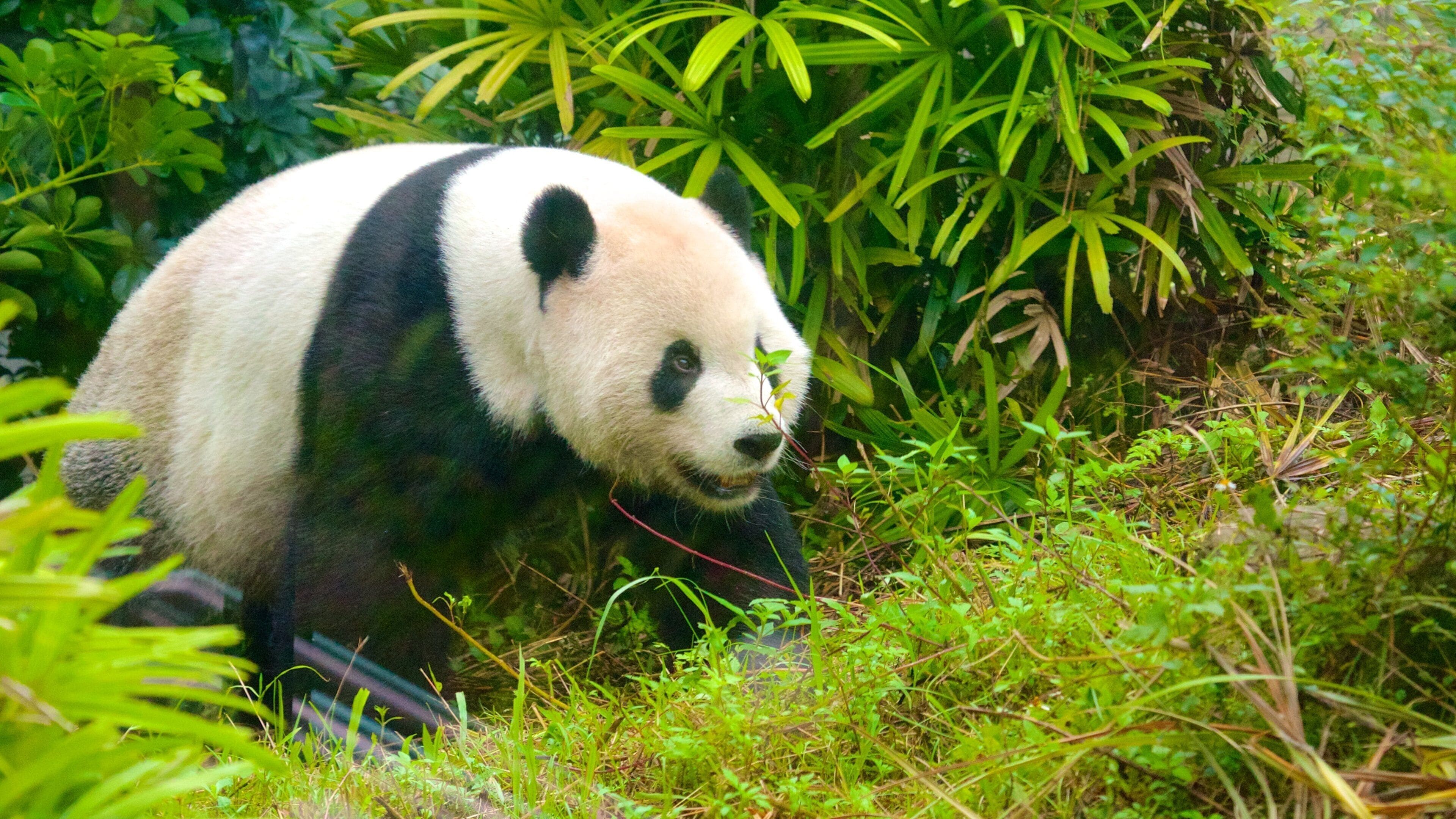 A panda in a lush green forest.