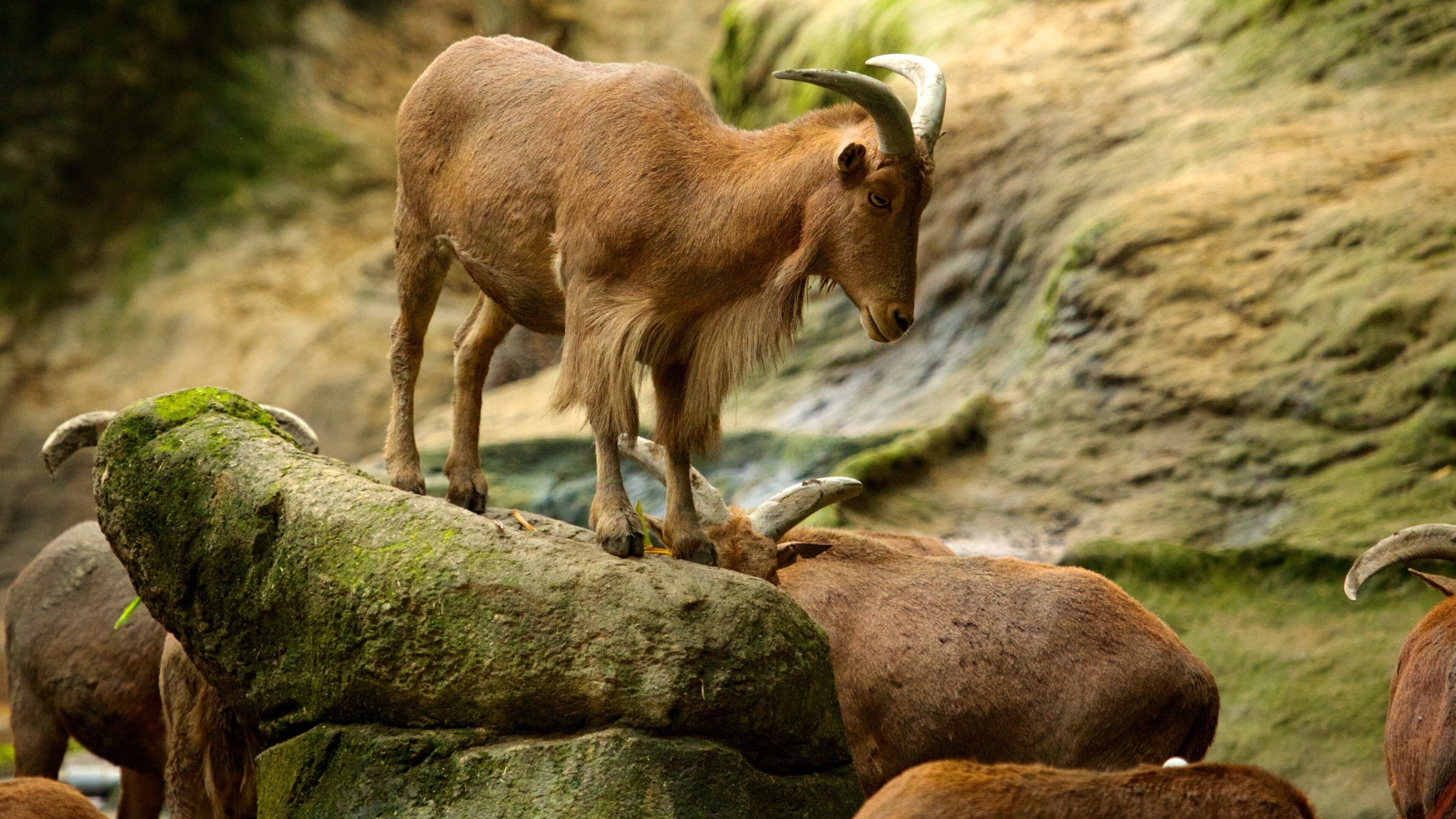 Zoo de Taipei mostrando animales del zoológico y animales terrestres