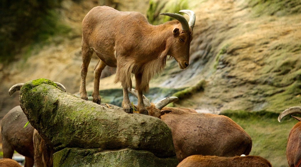 Zoo de Taipei mostrando animales del zoológico y animales terrestres