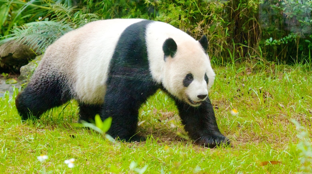 Zoo de Taipei que incluye animales del zoológico
