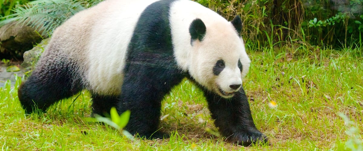台北市立動物園 其中包括 動物園的動物
