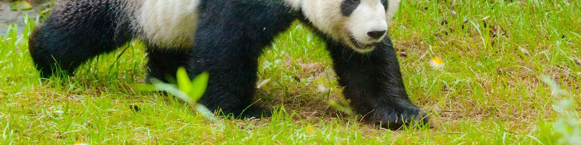 Taipei Zoo which includes zoo animals