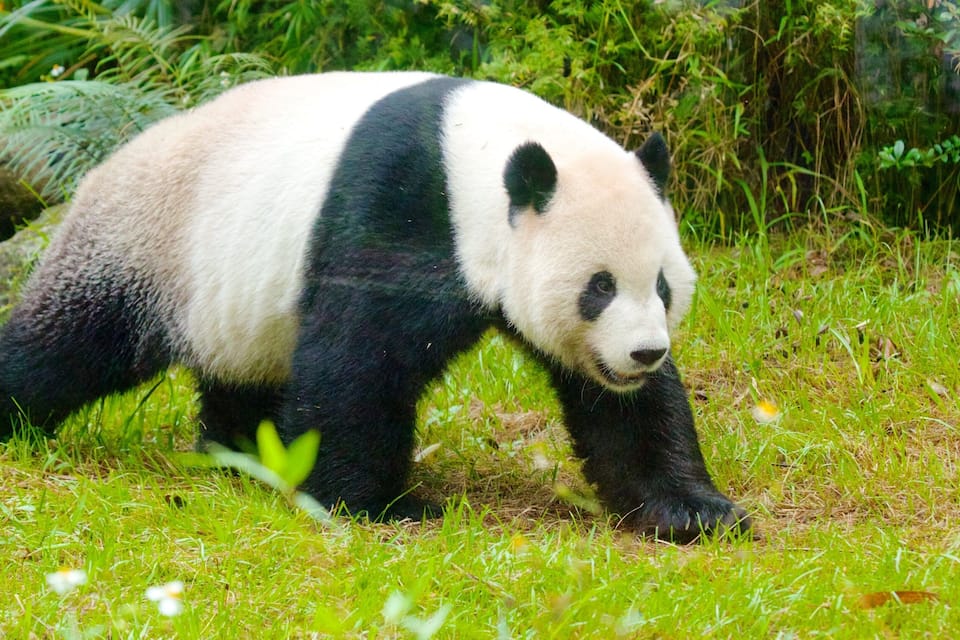 A panda walking on grass.
