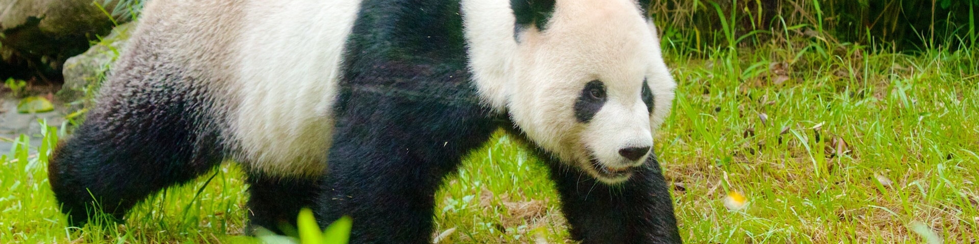 Taipei Zoo which includes zoo animals