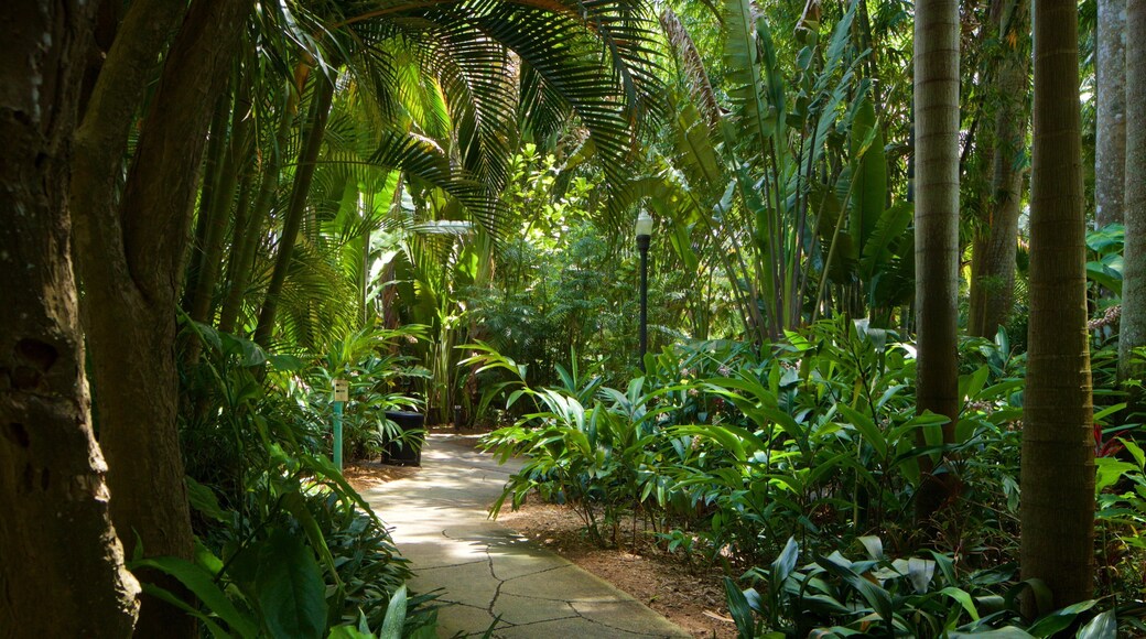 Sunken Gardens showing a garden