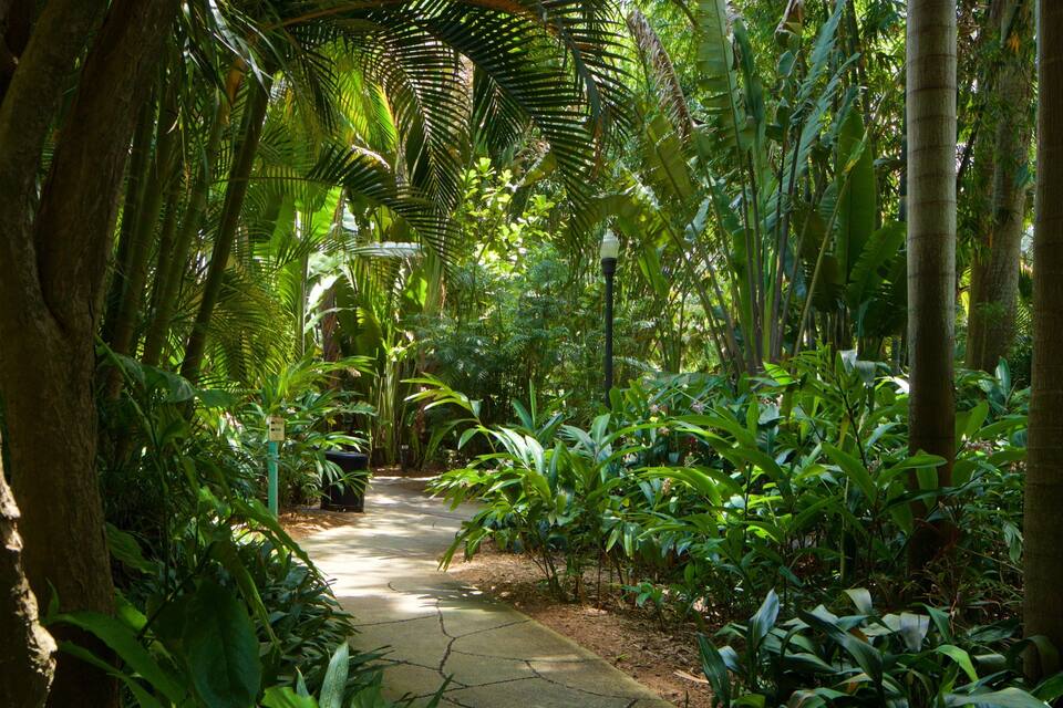 Uma trilha serpenteia por uma floresta tropical densa, repleta de diversas plantas e árvores verdes.